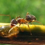 Get rid of ants in house