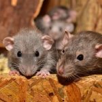 Difference between mice and rats