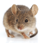Winter Pest