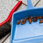 why are cockroaches so hard to get rid of