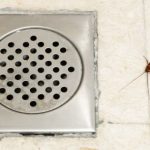How To Stop Cockroaches From Coming Up the Drain