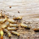 How to Get Rid of Termites