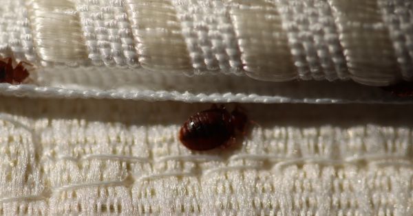 How to Identify Bedbugs