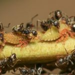 Black Ants vs Carpenter Ants