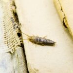How to get rid of silverfish from books