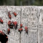 Identifying and Controlling a Black and Orange Boxelder Bug