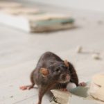 What sort of damage do rodents cause