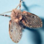 Are Drain Flies Harmful