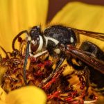 Bald-Faced Hornet Sting - Treatment and Pest Control Solutions