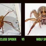 Brown recluse spider vs wolf spider