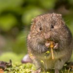 Voles