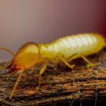 What Do White Ants Look Like