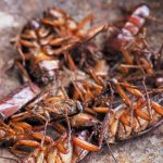 American Cockroach and German Cockroach