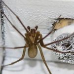 Get rid of spiders at house with the use of vinegar