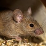 Smells to Keep Mice Away