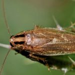 German cockroach infestation