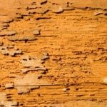 Termite Damage on Wood
