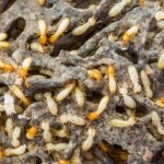 Termite Bite