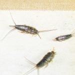 What Does a Silverfish Look Like