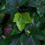 Why Pest Love Humid Climate