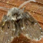 Will Bleach Kill Drain Flies