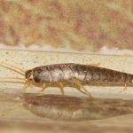 How to Identify and Get Rid of Silverfish in Your Bathroom