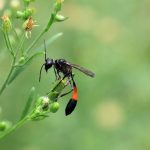 Mud Dauber Wasps