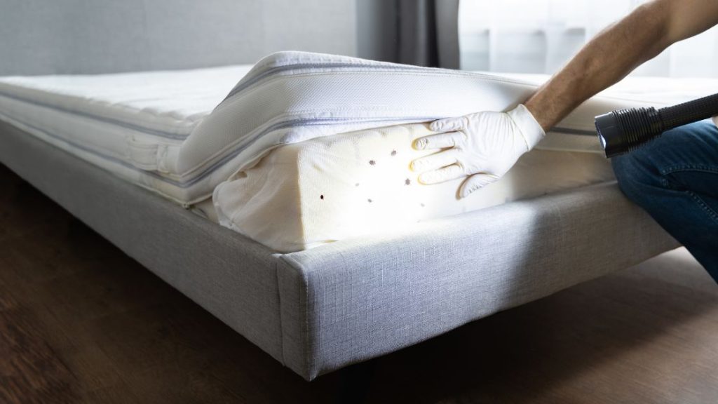 Signs of Bed Bug Infestation