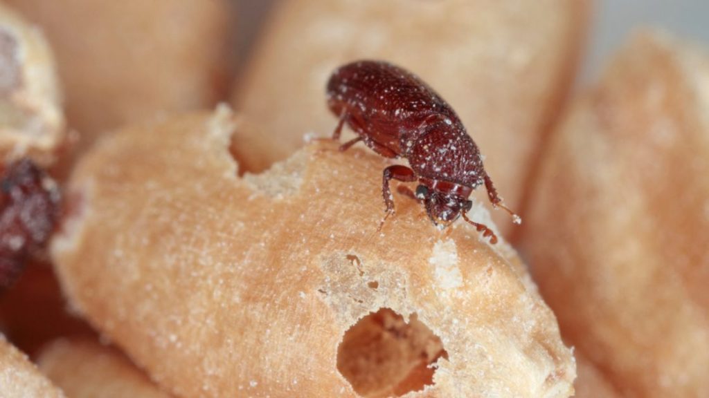 Stored Grain Pest Control