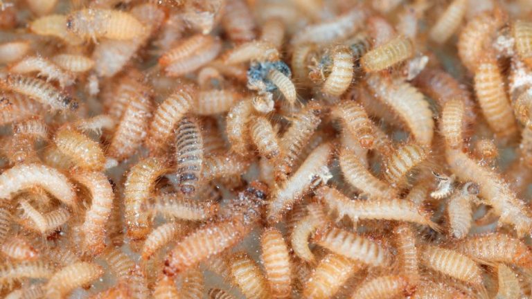 Stored Grain Pests