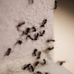 Ants in Walls