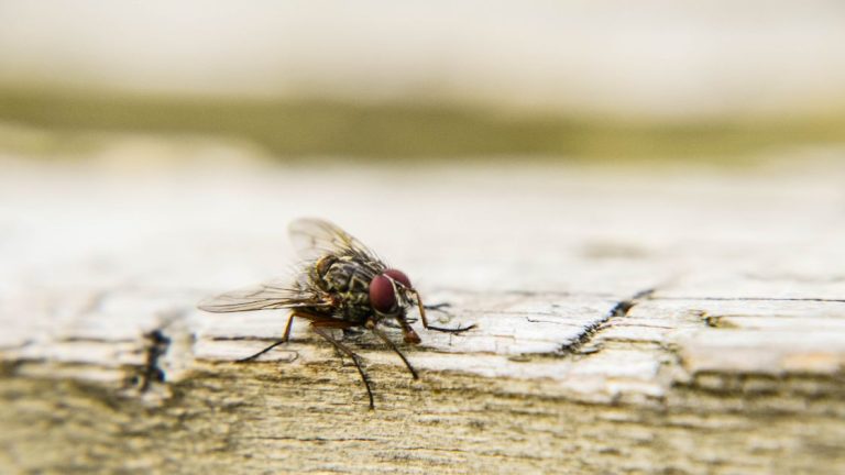 Cluster Fly Removal in Missouri