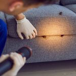 Get Rid of German Cockroach