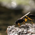 Get Rid of Mud Dauber