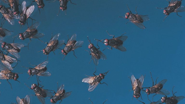 Prevent cluster flies from coming back