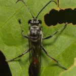 Are Mud Daubers Aggressive