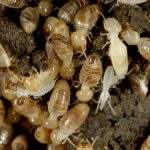 Signs of White Ants Termite Infestation Signs You Should Know