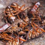 What Smells Do Cockroaches Hate Top 30 Scents That Repel Roaches