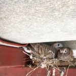 Birds Nesting in Your Attic