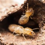 Signs of termites in yard
