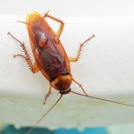 Why Do Cockroaches Suddenly Appear in Your House