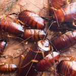 Easy Ways to Identify Cockroaches in Missouri