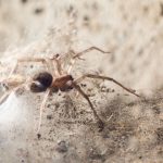 Get Rid of Spiders in Your Basement
