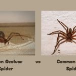 Brown Recluse Spider vs House Spiders