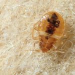 What Attracts Bed Bugs