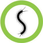 Centipedes and Millipedes