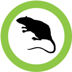 Rodents