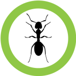 Ants